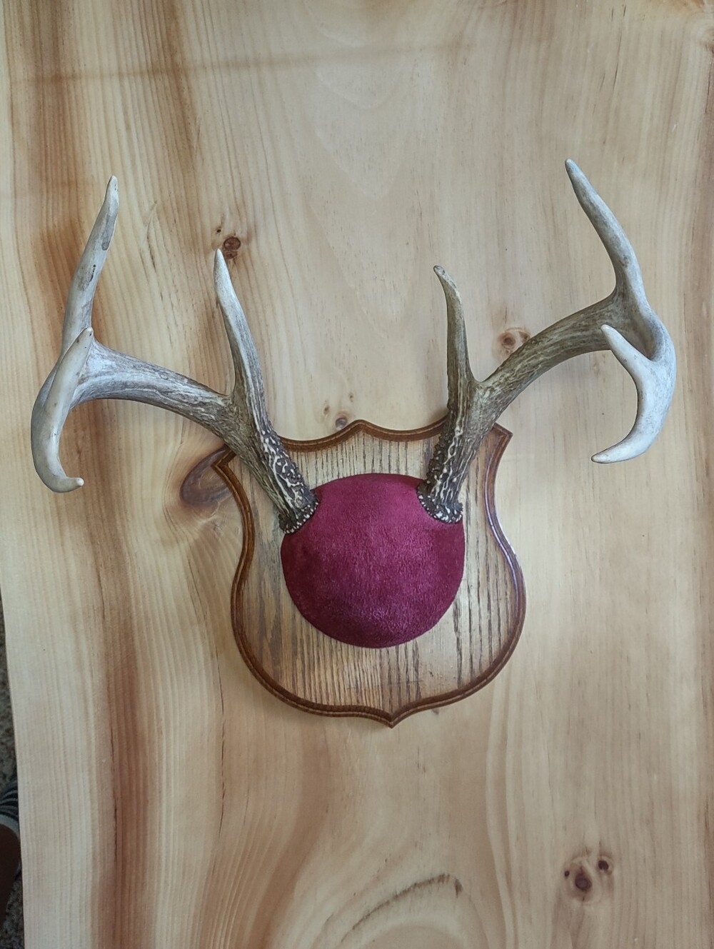 Vintage 8 Point Natural Deer Antler Trophy Mount